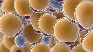 Closeup on fat cells